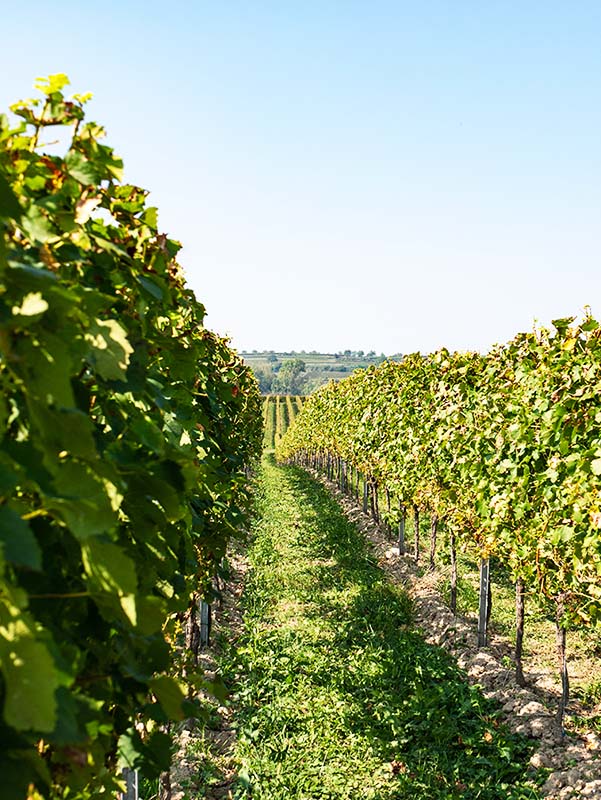 La route des vins Alsace : Vue entre deux rangs de vignes.