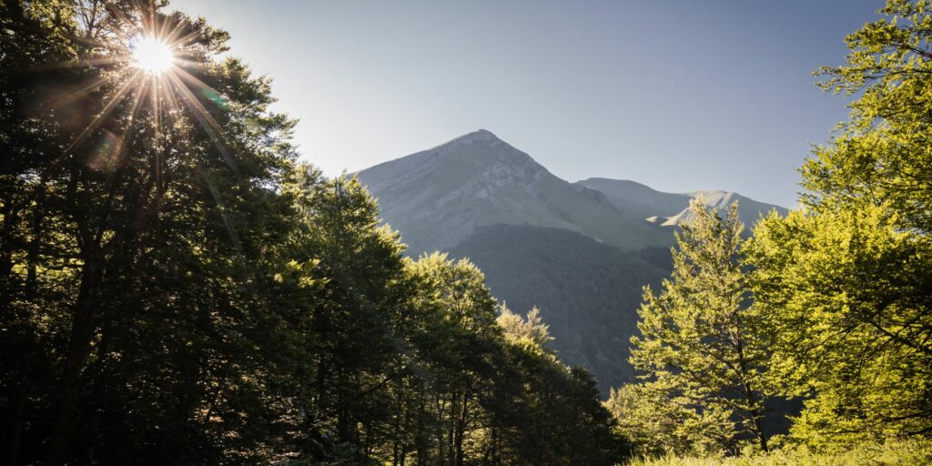 forêt française d'iraty