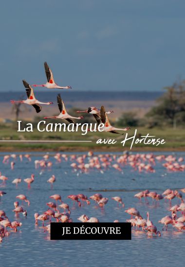 Bannière – Camargue