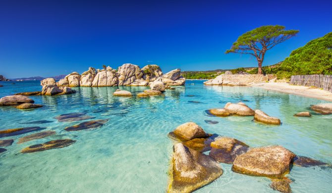 Famous pine tree on Palombaggia beach with azure clear water and sandy beach on the south part of Corsica, France