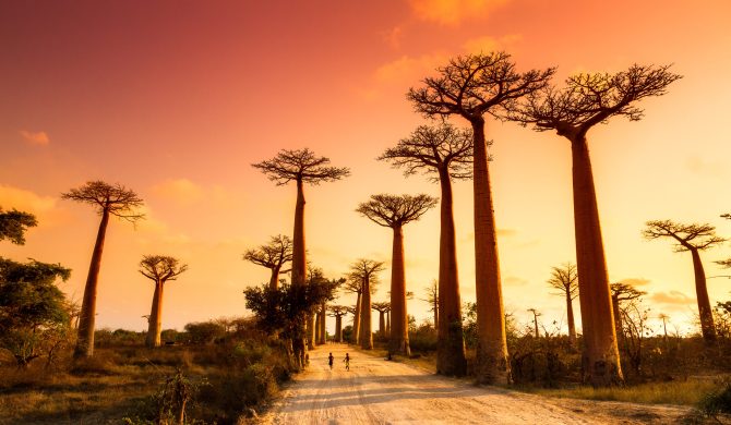 Beautiful Baobab trees at sunset at the avenue of the baobabs in