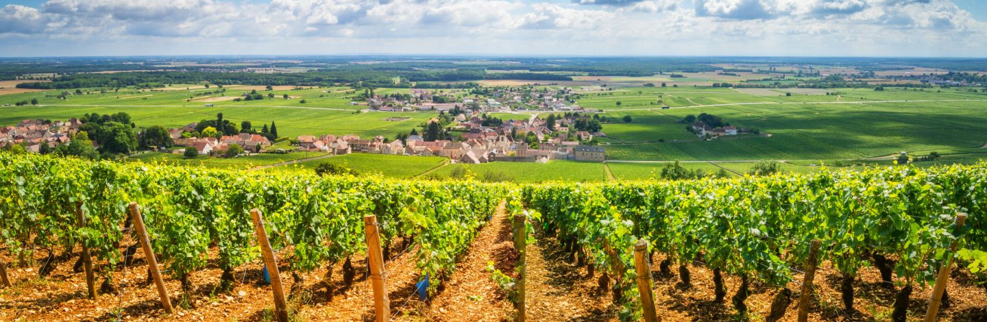 Vineyards of Burgundy, France