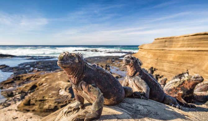 Galapagos Marine Iguana - Iguanas warming in the sun on volcanic rocks on Puerto Egas (Egas port) Santiago island, Ecuador. Amazing wildlife animals on Galapagos Islands, Ecuador.