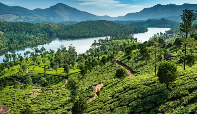 Tea plantations near Munnar, Kerala, India - Image