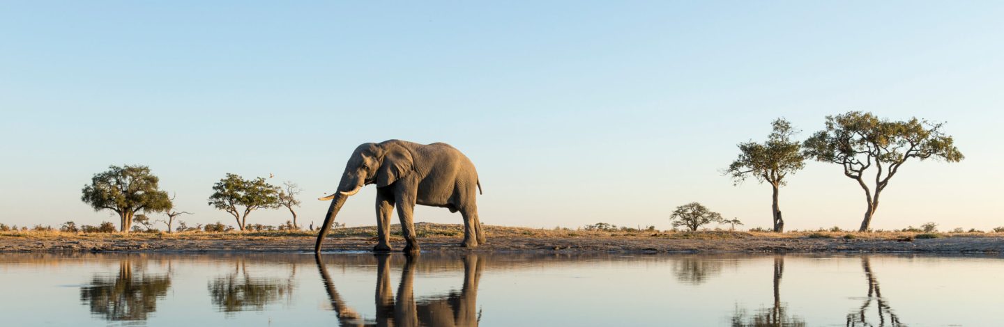 Africa, Botswana, Chobe National Park, African Elephant (Loxodonta africana) stands at edge of water hole in Savuti Marsh