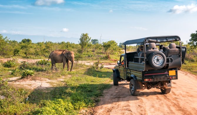 Live elephant on safari tour. Udawalawe Sri Lanka