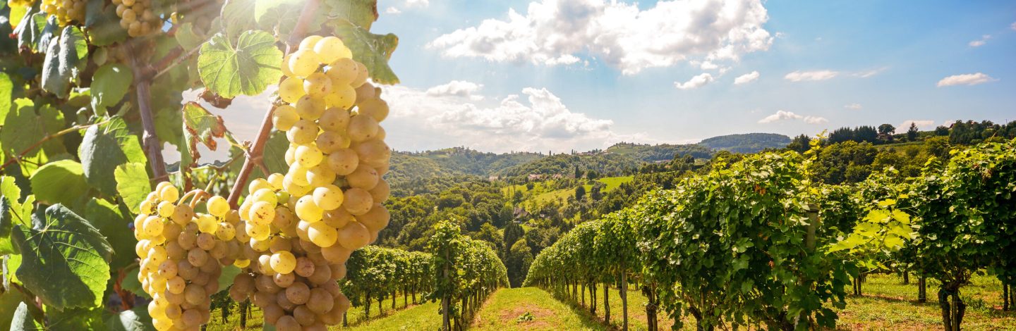 Vineyards with grapevine and winery along wine road in the eveni