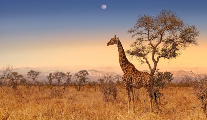 Evening sky and a Giraffe standing by a tree in Kruger National Park