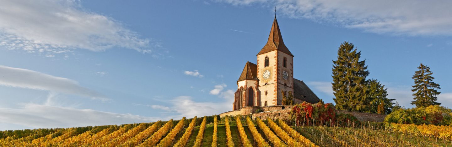 Fortified church of the Alsatian village of Hunawihr, surrounded by vineyards, with beautiful yellow autumn colours