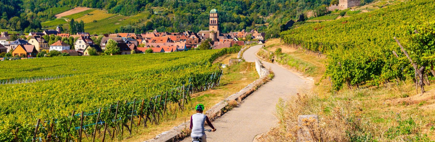 Young woman cycling on road along vineyards to Kaysersberg village, Alsace Wine Route, France