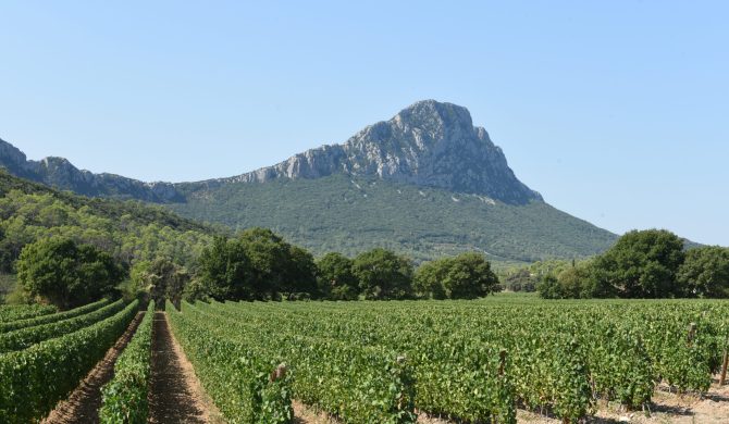 Le Pic Saint Loup - Hortense