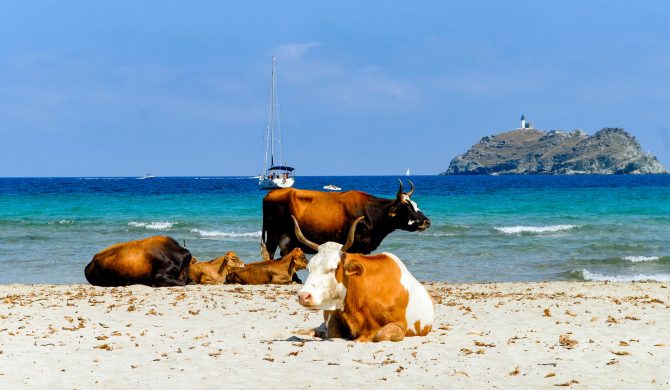 Cap Corse, plage de Barcaggio