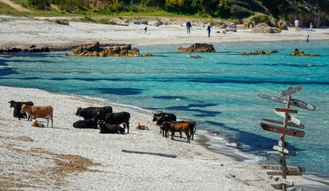 découvrez la plage de mare e sole lors de votre visite des plus belles plages de corse