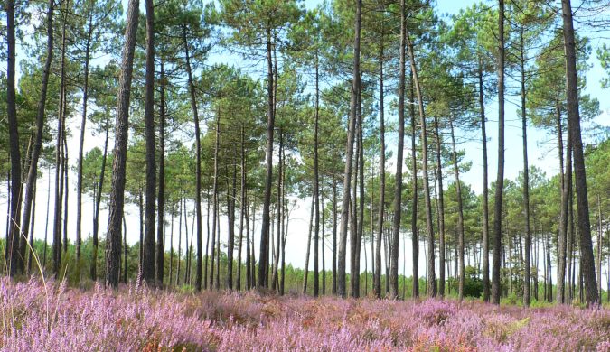 Bruyères en fleurs sous la pinède landaise