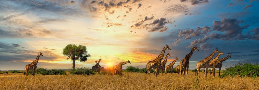giraffes herd herd of giraffes walking in the plains of northern Botswana