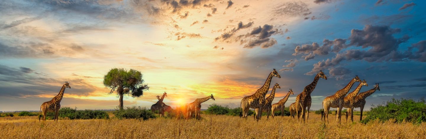 herd of giraffes walking in the plains of northern Botswana