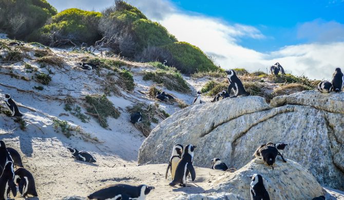 African cape penguin colony at boulder's beach in Simon's town cape town