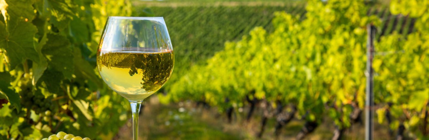 Verre de vin blanc dans un paysage de vigne après les vendanges