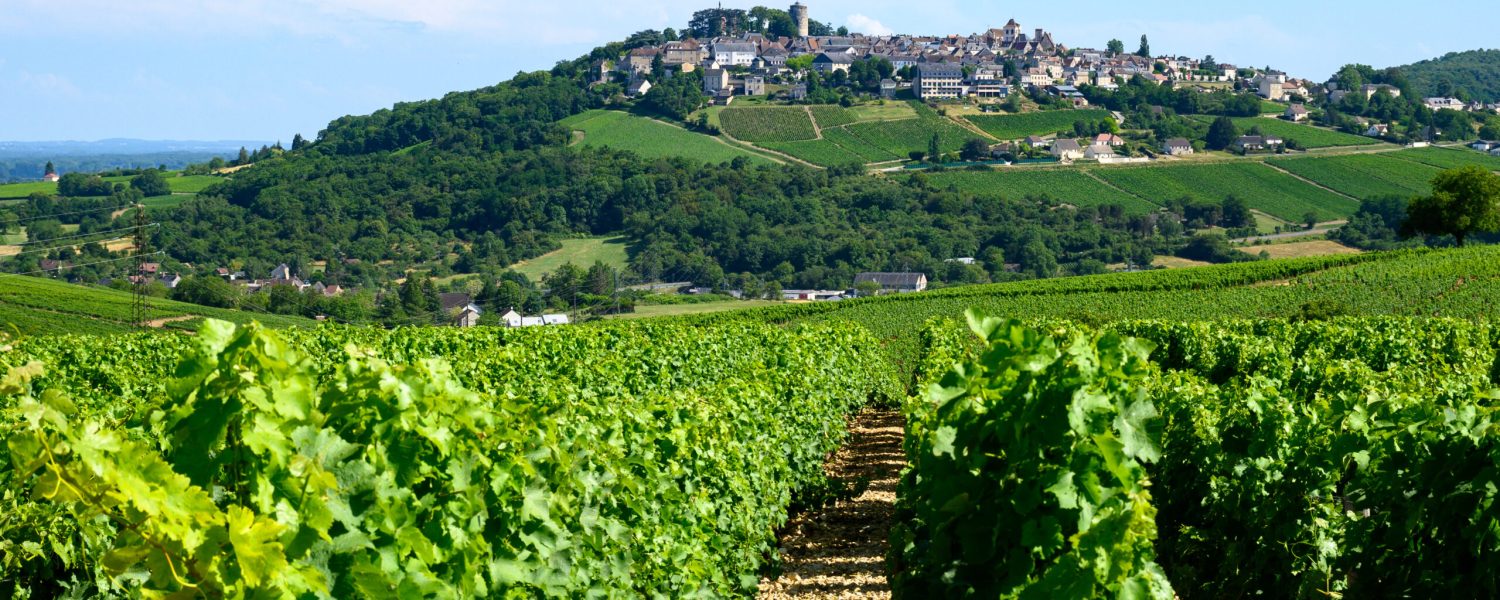 View on green vineyards around Sancerre wine making village, rows of sauvignon blanc grapes on hills with different soils, Cher, Loire valley, France