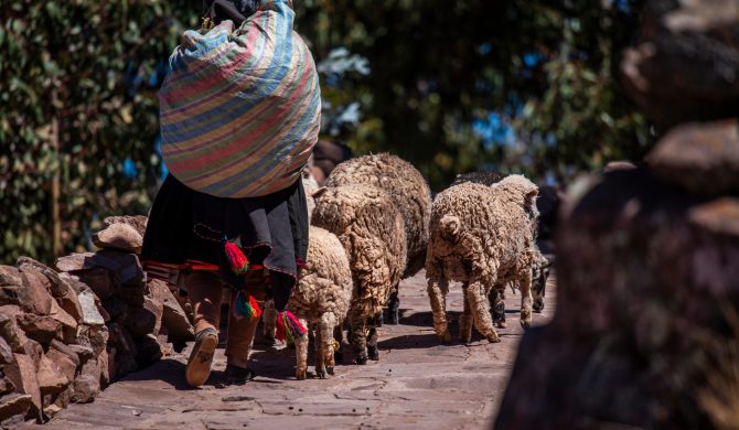 shepherd with a flock of sheep grazing on the island of Taquile in Lake Titicaca near the Uros population in Peru