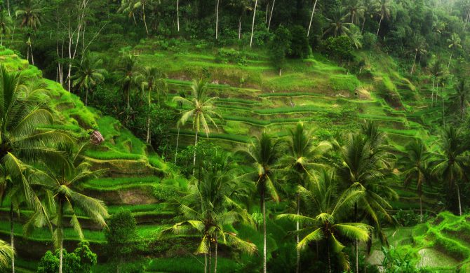 Rice fields near Ubud in Bali