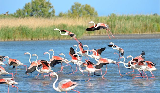 Flammands roses de Camargue - Expérience Hortense