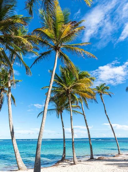 Où partir en février : des palmiers sur une plage.