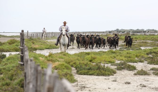 Taureaux de Camargue - Expérience Hortense